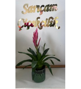 saksıda fresia